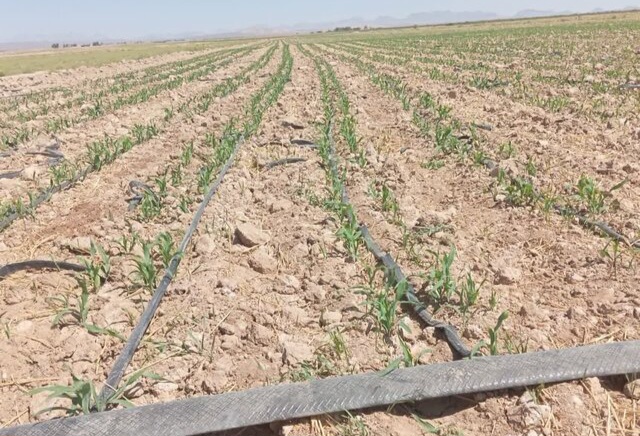 ۱۵۰۰ هکتار از اراضی بخش چاهک در استان یزد زیر کشت ذرت رفت